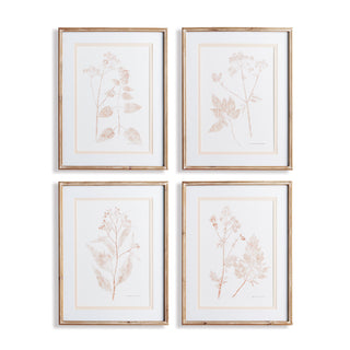 BLUSH BOTANICAL STUDY, SET OF 4