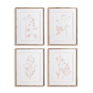 BLUSH BOTANICAL STUDY, SET OF 4