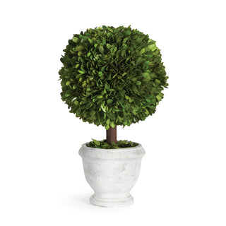 BOXWOOD SINGLE 9" BALL TOPIARY IN POT