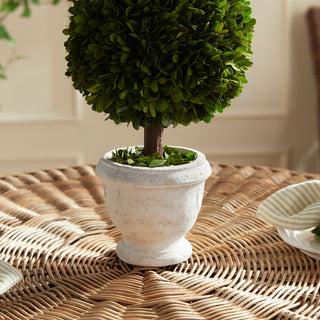 BOXWOOD SINGLE 9" BALL TOPIARY IN POT