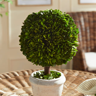 BOXWOOD SINGLE 9" BALL TOPIARY IN POT