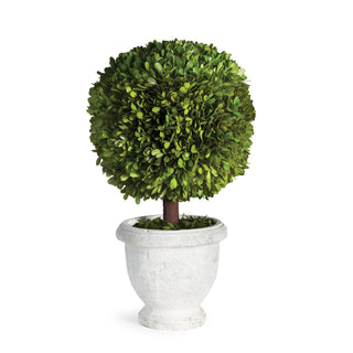 BOXWOOD SINGLE 11" BALL TOPIARY IN POT