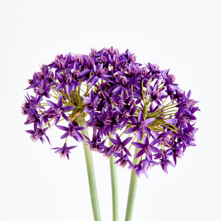 ALLIUM STEMS 19", BUNDLE OF 3