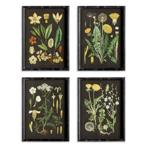 GOLDEN BOTANICAL STUDY, SET OF 4