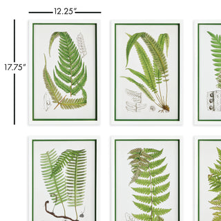 LAYERED FERN PRINTS, SET OF 6