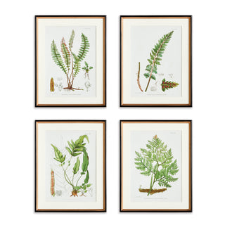 STRUCTURAL FERN STUDY, SET OF 4