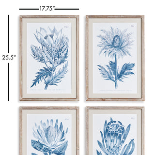 INDIGO PROTEA PRINTS, SET OF 4