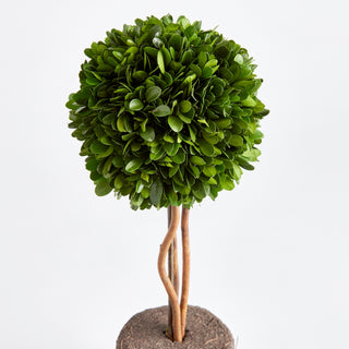 BOXWOOD SINGLE SPHERE TOPIARY DROP-IN 16"