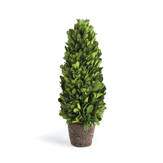 BOXWOOD CONE TOPIARY DROP-IN 12"