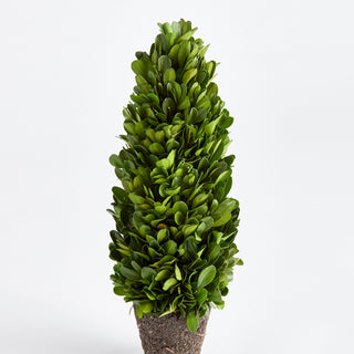 BOXWOOD CONE TOPIARY DROP-IN 12"