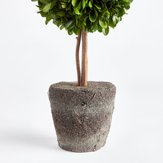 BOXWOOD DOUBLE SPHERE TOPIARY DROP-IN 20"