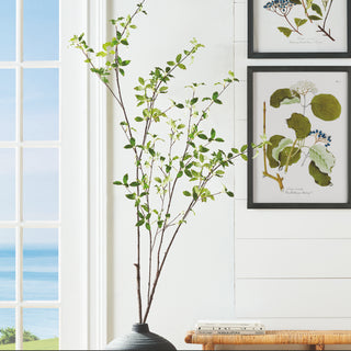 PITTOSPORUM BRANCH 78"