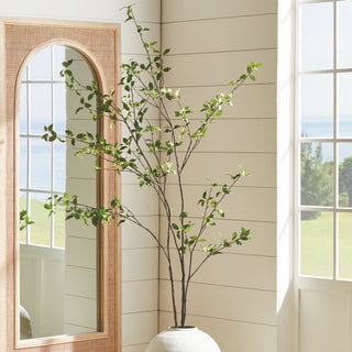 PITTOSPORUM BRANCH 78"