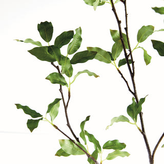 PITTOSPORUM BRANCH 78"