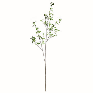 PITTOSPORUM BRANCH 78"