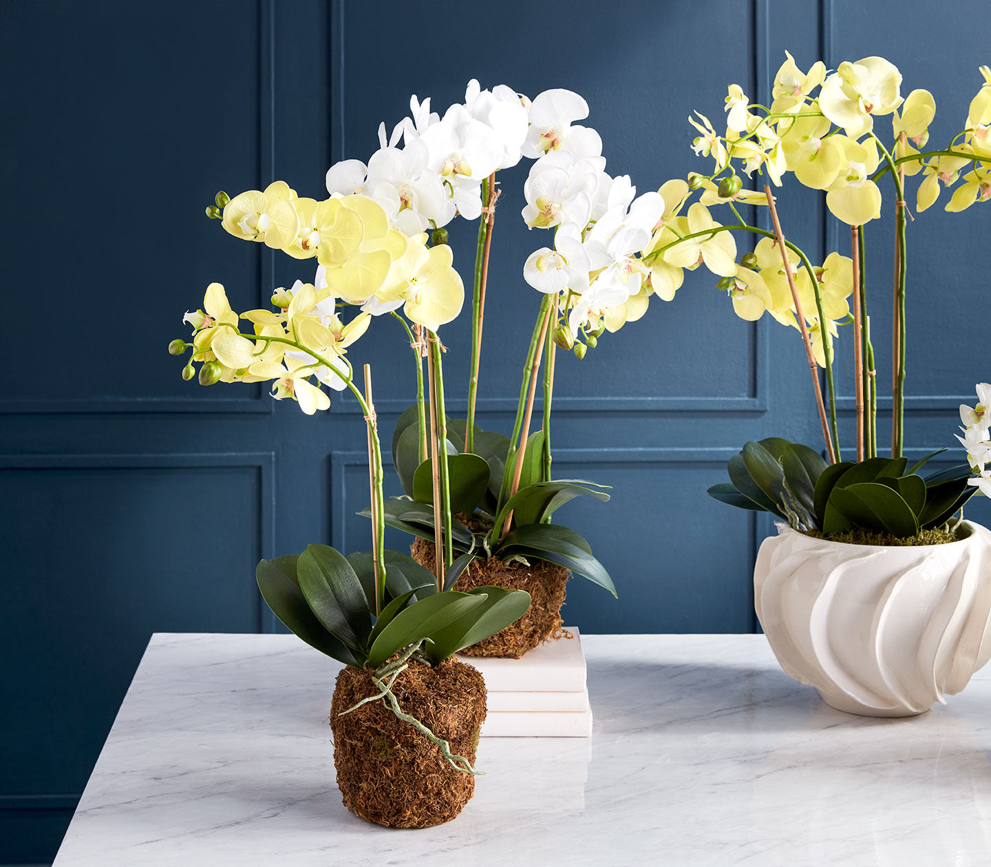 PHALAENOPSIS ORCHID MINI GARDEN DROP-IN 16