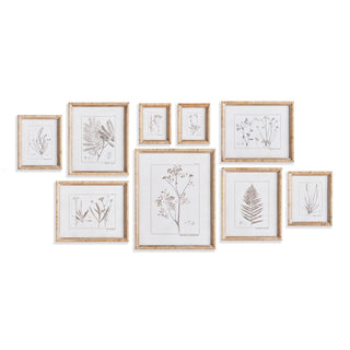 BOTANICAL STUDY IN SEPIA, SET OF 9