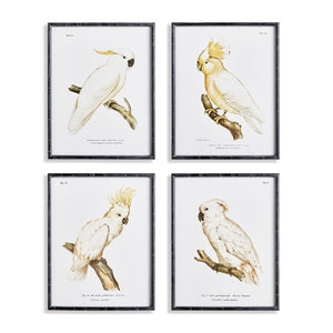 PARROT STUDY IN WHITE, SET OF 4