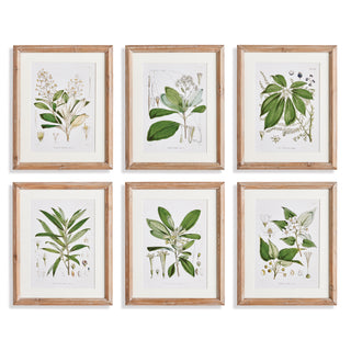 CLASSIC FLOWER AND LEAF STUDY, SET OF 6