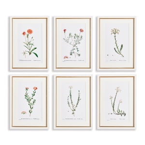 FLOWER STUDIES IN SHADES OF BLUSH, SET OF 6