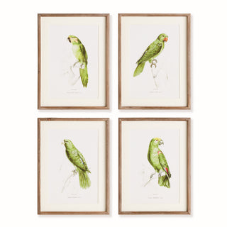 PARROT ILLUSTRATIONS IN GREEN, SET OF 4