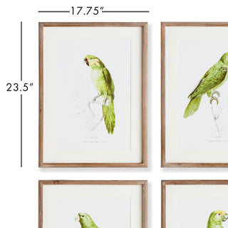 PARROT ILLUSTRATIONS IN GREEN, SET OF 4