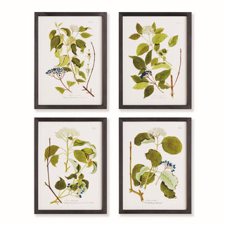 FLORAL AND BERRY STUDY, SET OF 4