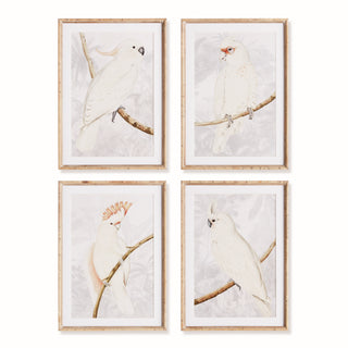 WHITE COCKATOO PRINTS, SET OF 4