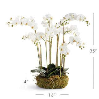 PHALAENOPSIS ORCHID BOWL DROP-IN 35"