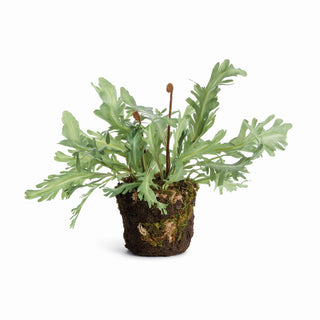 BIRDS NEST FERN DROP-IN 13.5