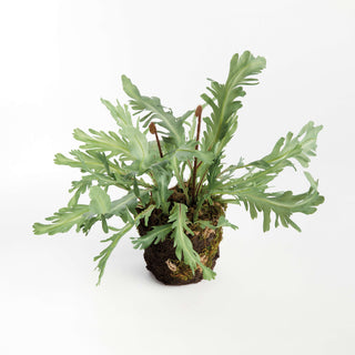BIRDS NEST FERN DROP-IN 13.5