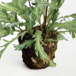 BIRDS NEST FERN DROP-IN 13.5
