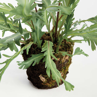 BIRDS NEST FERN DROP-IN 13.5