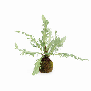BIRDS NEST FERN DROP-IN 9
