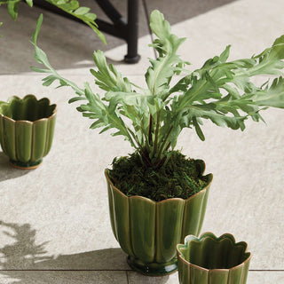 BIRDS NEST FERN DROP-IN 9