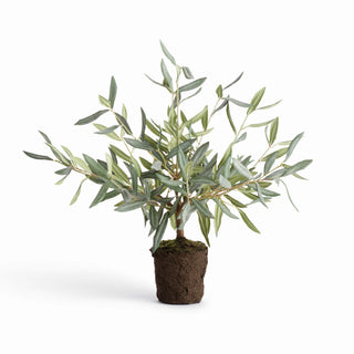 OLIVE TREE DROP-IN 17.5"