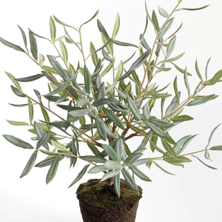 OLIVE TREE DROP-IN 26"
