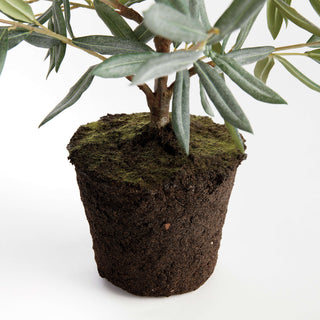 OLIVE TREE DROP-IN 26"