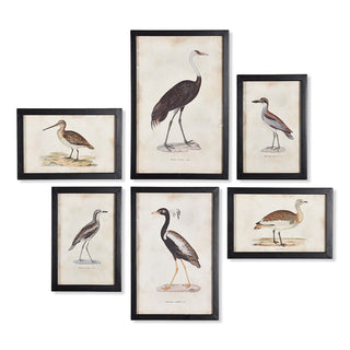 WATERFOWL GALLERY, SET OF 6