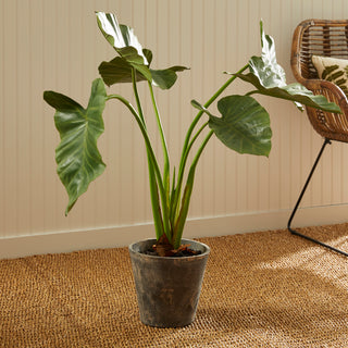 ALOCASIA POTTED 42"