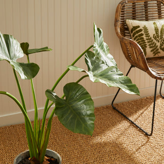 ALOCASIA POTTED 42"