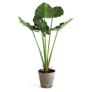 ALOCASIA POTTED 42"