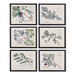 BERRY BRANCH BOTANICAL STUDY, SET OF 6