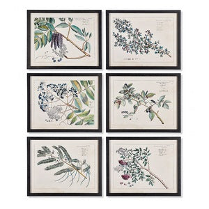 BERRY BRANCH BOTANICAL STUDY, SET OF 6