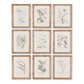 BOTANICAL ILLUSTRATIONS, SET OF 9