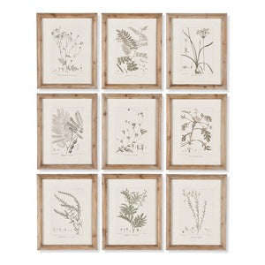 BOTANICAL ILLUSTRATIONS, SET OF 9