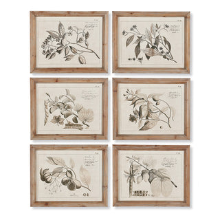 FRUIT BEARING BRANCH ILLUSTRATIONS, SET OF 6