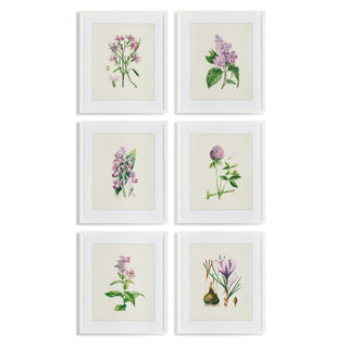 FLOWER STUDY PRINTS, SET OF 6