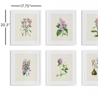 FLOWER STUDY PRINTS, SET OF 6