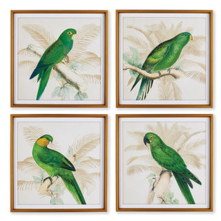 GREEN PARROTS STUDY, SET OF 4